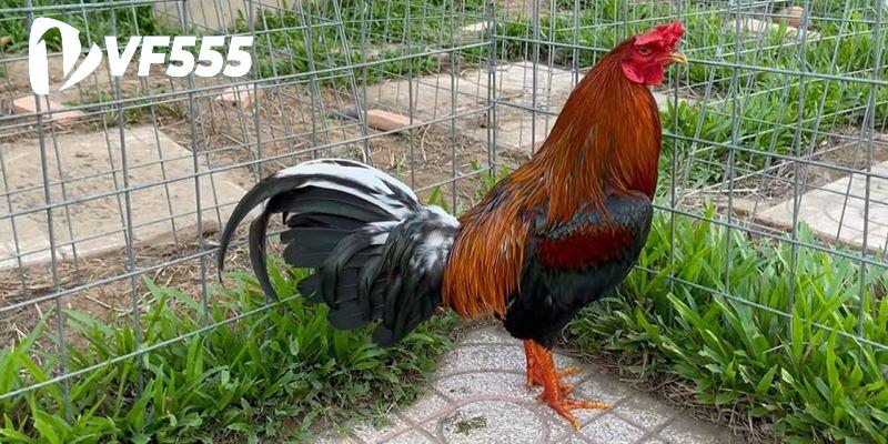 Đá Gà Cựa Dao - Giới Thiệu Trò Chơi Hấp Dẫn Từ Nhà Cái VF555 3 Kinh nghiệm cần có để tham gia chọi gà cựa dao