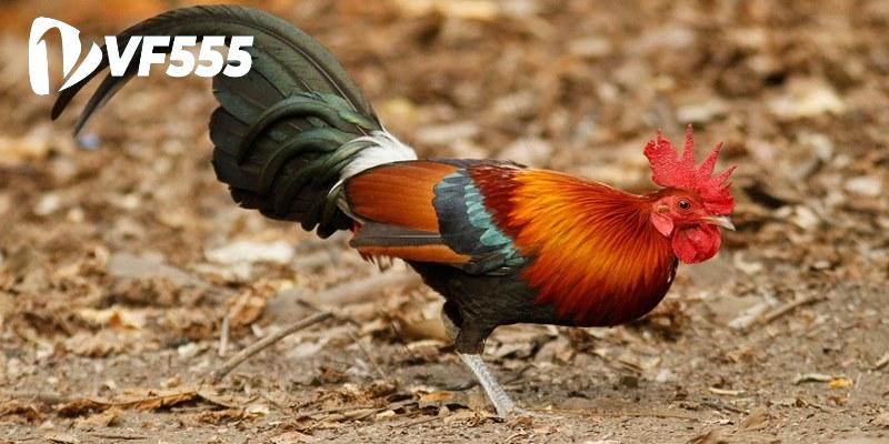 Đá Gà Cựa Dao - Giới Thiệu Trò Chơi Hấp Dẫn Từ Nhà Cái VF555 2 Luật lệ cần biết khi tham gia đá gà cựa dao