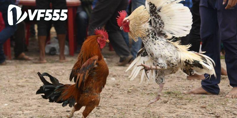Đá Gà Thomo - Tìm Hiểu Về Quy Định, Kinh Nghiệm Chơi 3 Đá gà Thomo quy định thắng thua